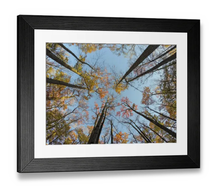 Framed Print : Trees. Matthew Carroll Photography, 571656481 Framed Print : Trees. Matthew Carroll Photography, 571656481