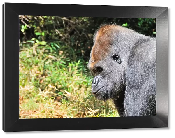 Gorilla. Matthew Carroll Photography, 571652499