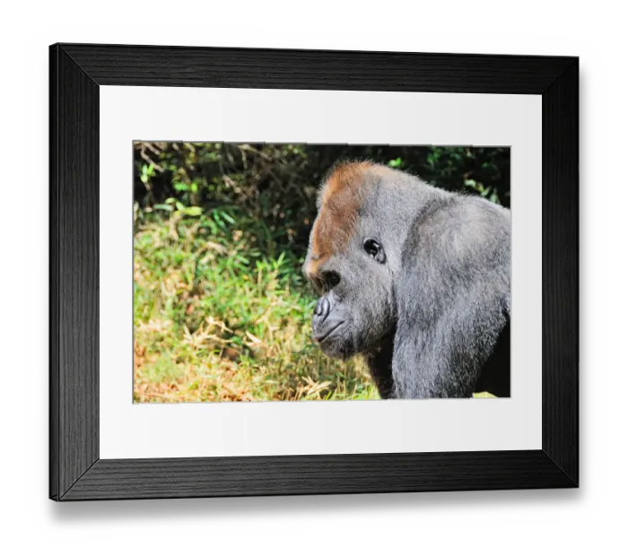 Framed Print : Gorilla. Matthew Carroll Photography, 571652499