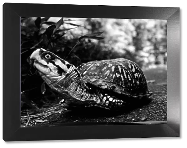 Turtle. Matthew Carroll Photography, 571397537