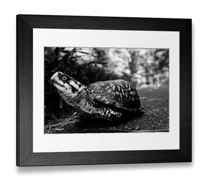 Framed Print : Turtle. Matthew Carroll Photography, 571397537 Framed Print : Turtle. Matthew Carroll Photography, 571397537