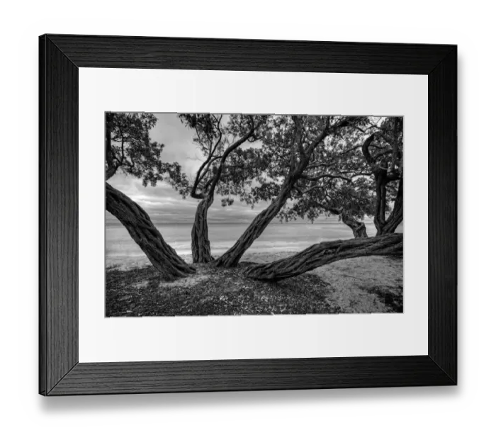 Framed Print : Trees. Veterans Memorial Park, Big Pine Key Framed Print : Trees. Veterans Memorial Park, Big Pine Key