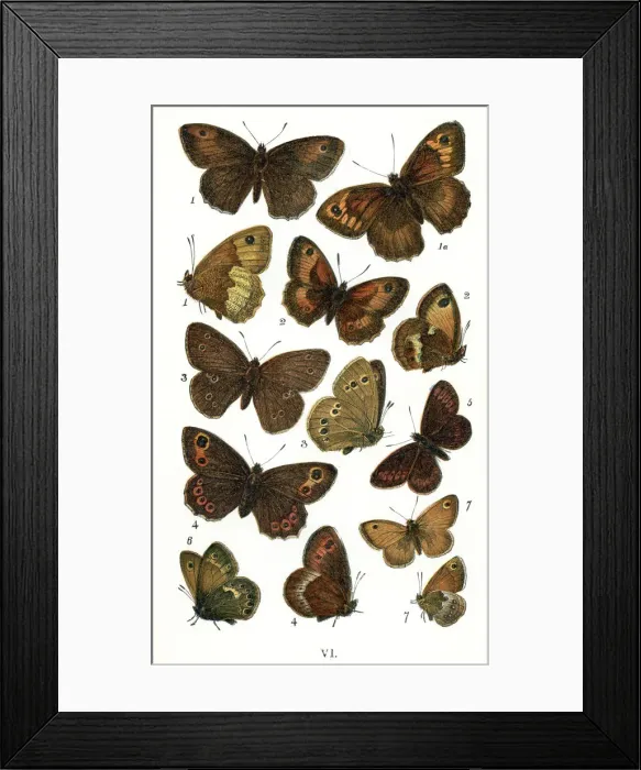 Framed Print : Butterfly, Animal, Animal Limb, Animal Themes, Arrangement, Arthropod, Beauty In Nature Framed Print : Butterfly, Animal, Animal Limb, Animal Themes, Arrangement, Arthropod, Beauty In Nature