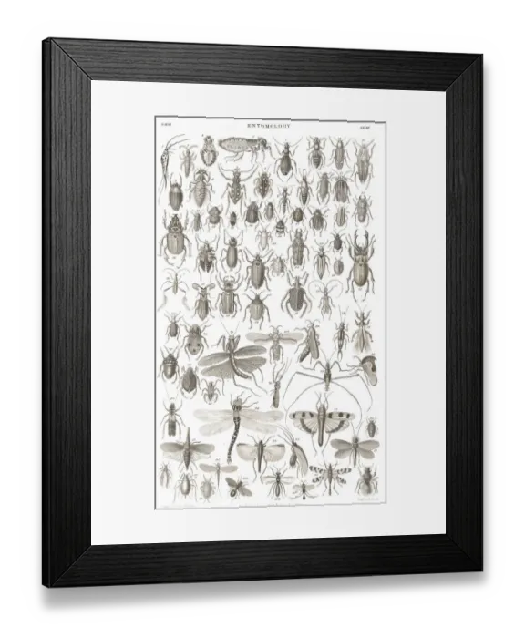 Framed Print : Insects old litho print from 1852 Framed Print : Insects old litho print from 1852