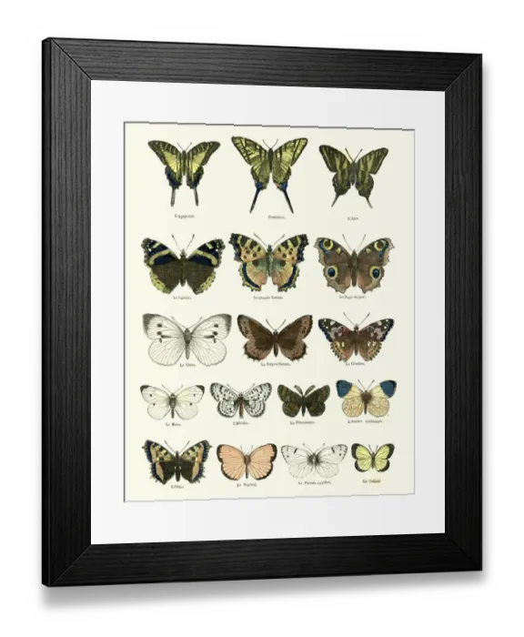 Framed Print : Butterlies Framed Print : Butterlies