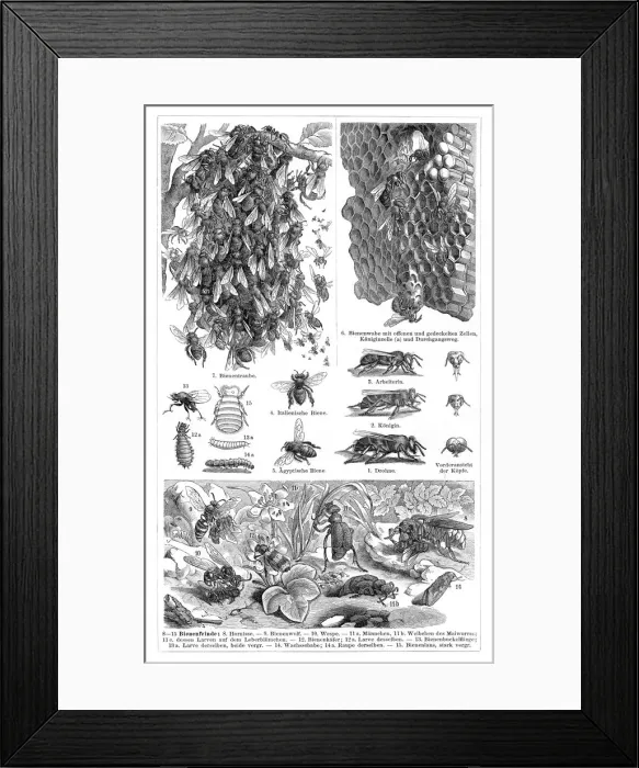 Framed Print : Bees engraving 1897