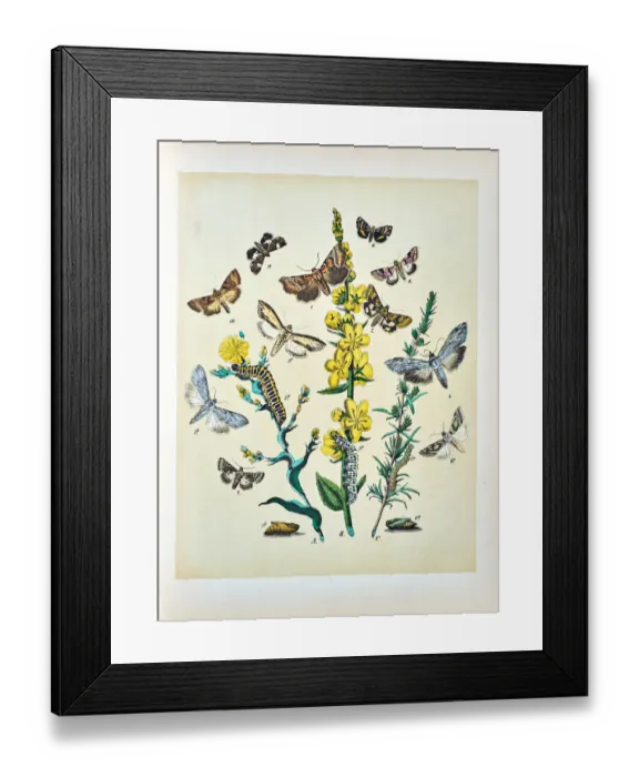 Framed Print : Butterflies, Moths, Insects and Plants - Illustration 1889 Framed Print : Butterflies, Moths, Insects and Plants - Illustration 1889