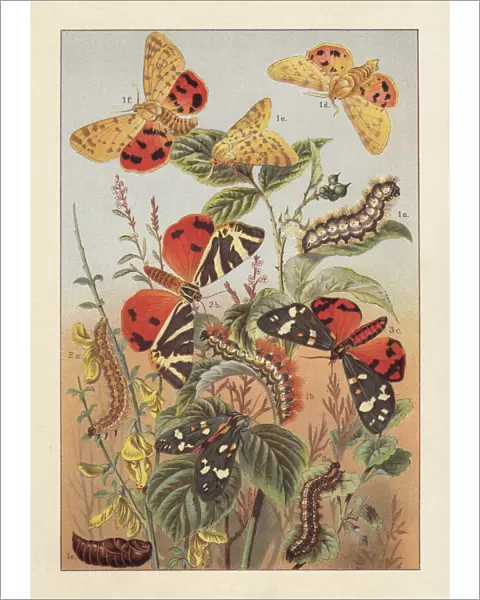 Arctiinae (tiger moths), lithograph, published around 1895