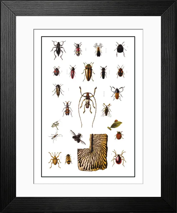 Framed Print : Forest pests, bugs Framed Print : Forest pests, bugs