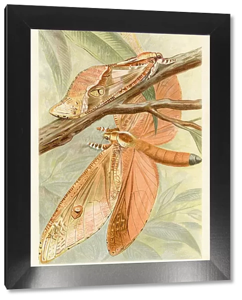 Giant moth chromolithograph 1896