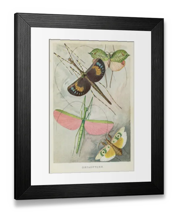 Framed Print : Orthoptera insects chromolithograph 1896 Framed Print : Orthoptera insects chromolithograph 1896