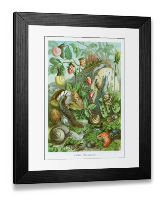 Framed Print : Lamd mollusc chromolithograph 1896 Framed Print : Lamd mollusc chromolithograph 1896