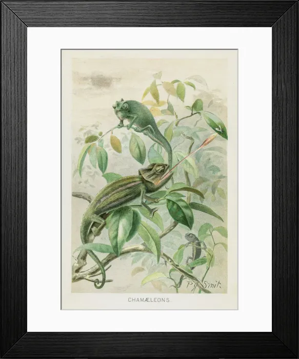 Framed Print : Chamaleon chromolithograph 1896 Framed Print : Chamaleon chromolithograph 1896