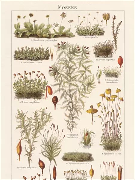 Mosses, lithograph, published in 1897