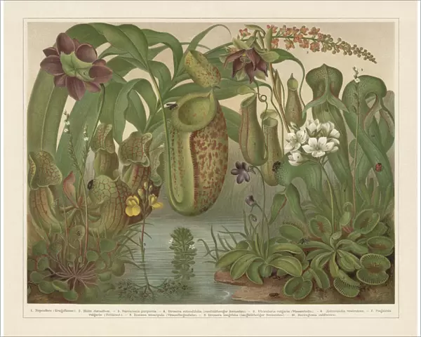 Carnivorous plants, chromolithograph, published in 1897