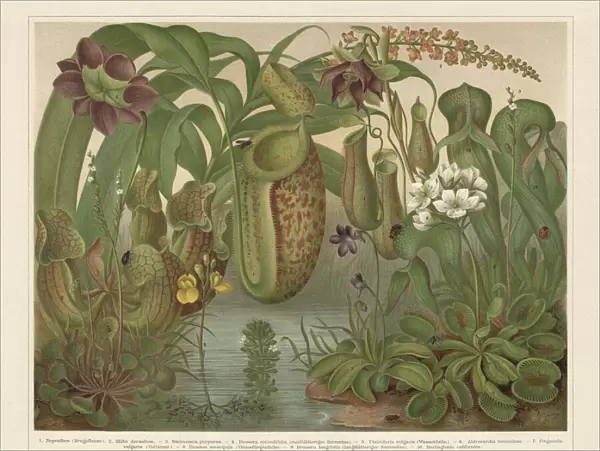 Carnivorous plants, chromolithograph, published in 1897