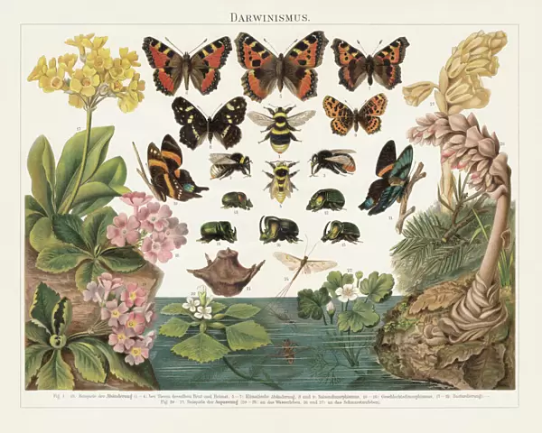 Darwinism, Natural Selection of Living Organisms, lithograph, published in 1897