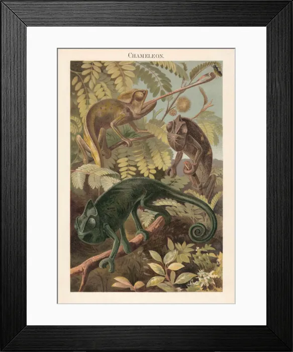 Framed Print : Chameleon (Chamaeleonidae), lithograph, published in 1897 Framed Print : Chameleon (Chamaeleonidae), lithograph, published in 1897