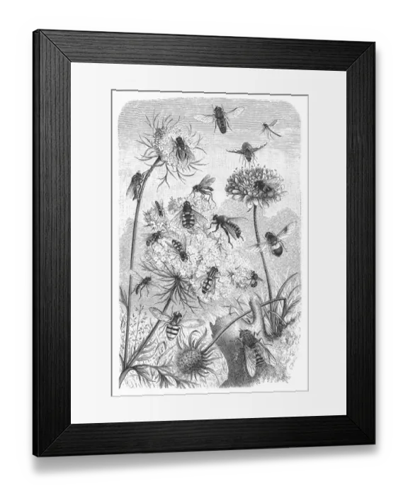 Framed Print : Bees engraving Framed Print : Bees engraving