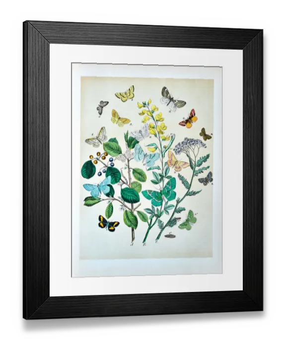 Framed Print : Butterflies, Moths, Insects and Plants - Illustration 1889 Framed Print : Butterflies, Moths, Insects and Plants - Illustration 1889