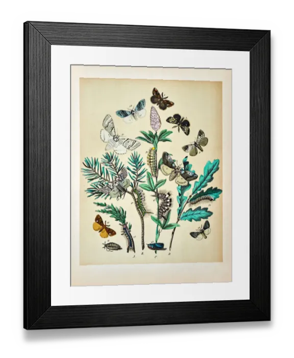 Framed Print : Butterflies, Moths, Insects and Plants - Illustration 1889 Framed Print : Butterflies, Moths, Insects and Plants - Illustration 1889