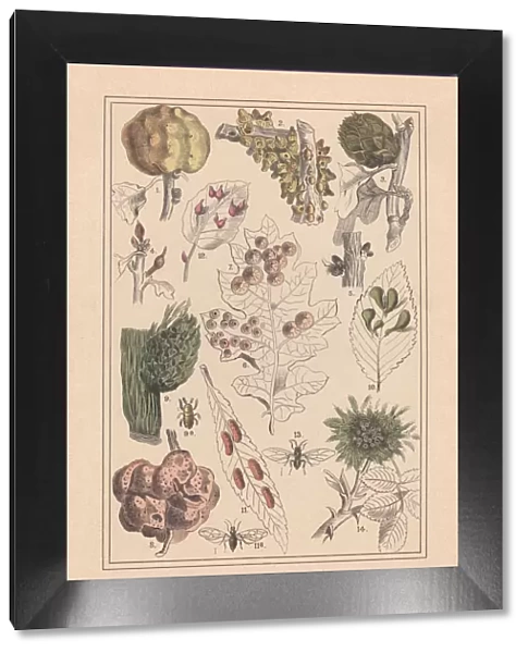 Plant galls (Cecidia), hand-colored lithograph, published in 1890