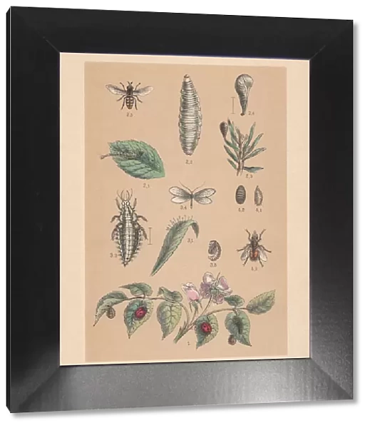 Useful insects, hand-colored lithograph, published in 1888