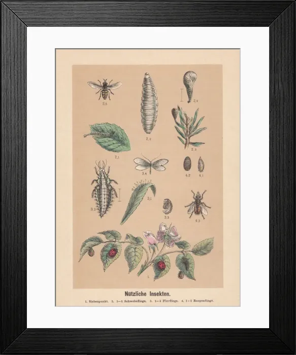 Framed Print : Useful insects, hand-colored lithograph, published in 1888 Framed Print : Useful insects, hand-colored lithograph, published in 1888