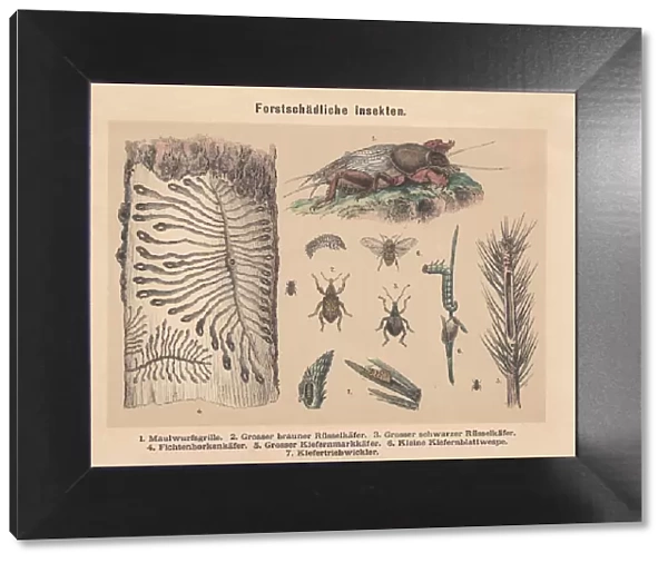 Forest pests, hand-colored lithograph, published in 1887