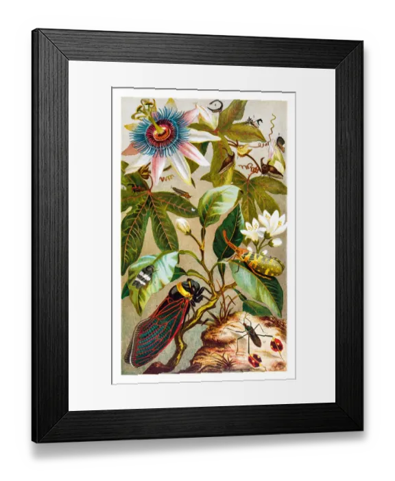 Framed Print : Cicada and flowers lithograph 1895