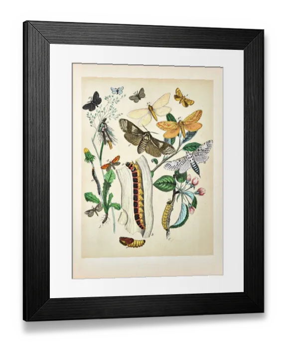 Framed Print : Butterflies, Moths, Insects and Plants - Illustration 1889 Framed Print : Butterflies, Moths, Insects and Plants - Illustration 1889