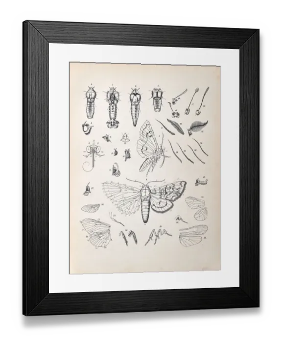 Framed Print : Butterflies, Moths, Insects and Plants - Illustration 1889