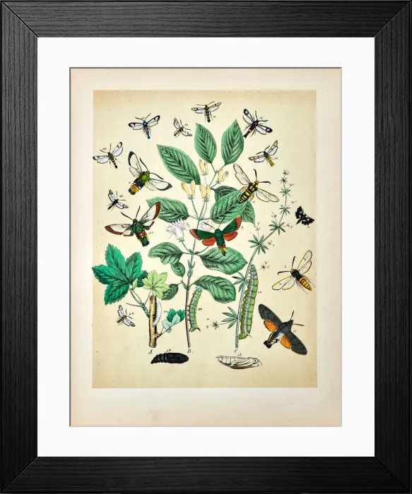 Framed Print : Butterflies, Moths, Insects and Plants - Illustration 1889