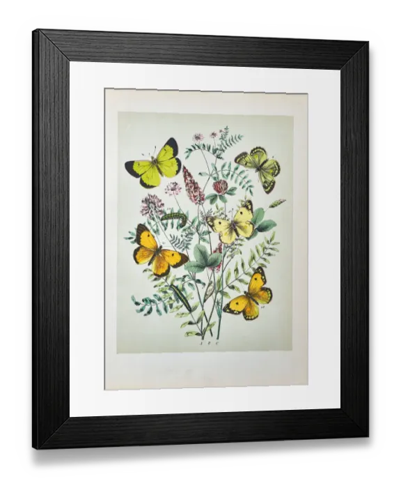 Framed Print : Butterflies, Moths, Insects and Plants - Illustration 1889 Framed Print : Butterflies, Moths, Insects and Plants - Illustration 1889