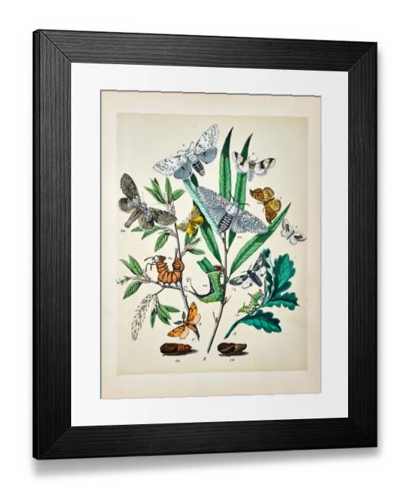 Framed Print : Butterflies, Moths, Insects and Plants - Illustration 1889 Framed Print : Butterflies, Moths, Insects and Plants - Illustration 1889