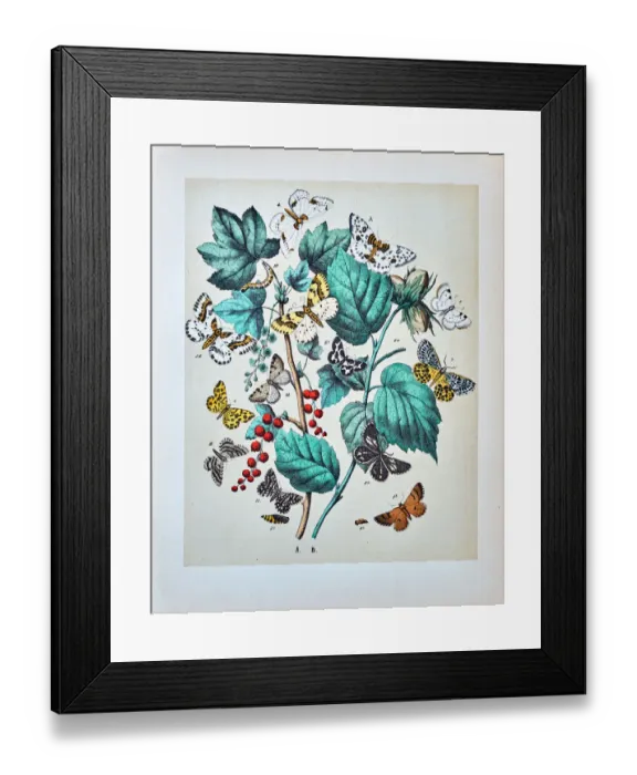 Framed Print : Butterflies, Moths, Insects and Plants - Illustration 1889 Framed Print : Butterflies, Moths, Insects and Plants - Illustration 1889