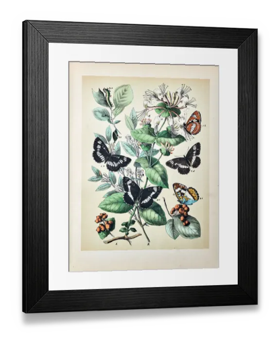 Framed Print : Butterflies, Moths, Insects and Plants - Illustration 1889 Framed Print : Butterflies, Moths, Insects and Plants - Illustration 1889