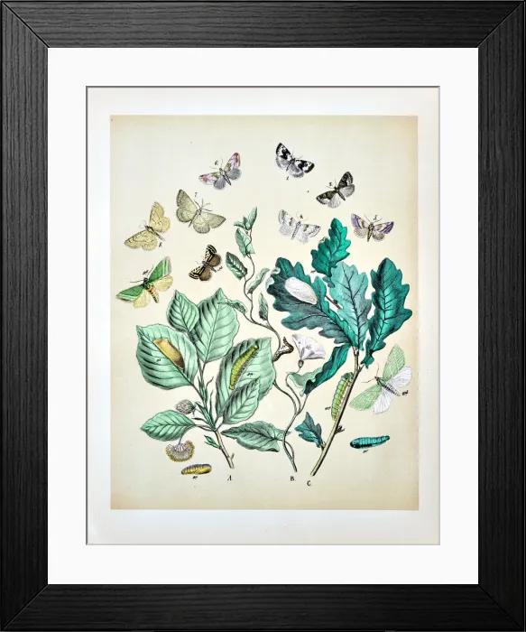 Framed Print : Butterflies, Moths, Insects and Plants - Illustration 1889 Framed Print : Butterflies, Moths, Insects and Plants - Illustration 1889