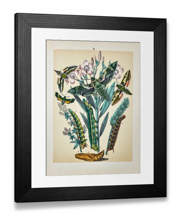 Framed Print : Butterflies, Moths, Insects and Plants - Illustration 1889 Framed Print : Butterflies, Moths, Insects and Plants - Illustration 1889