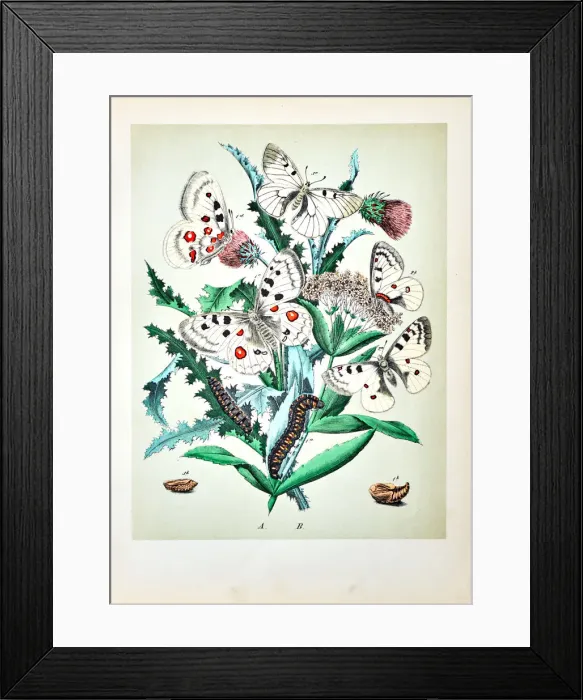 Framed Print : Butterflies, Moths, Insects and Plants - Illustration 1889