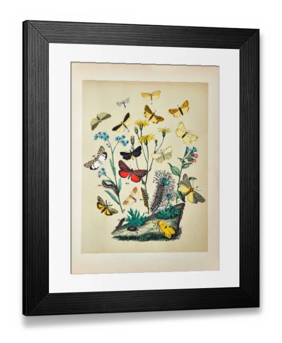 Framed Print : Butterflies, Moths, Insects and Plants - Illustration 1889 Framed Print : Butterflies, Moths, Insects and Plants - Illustration 1889