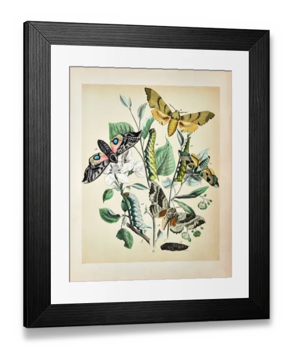 Framed Print : Butterflies, Moths, Insects and Plants - Illustration 1889