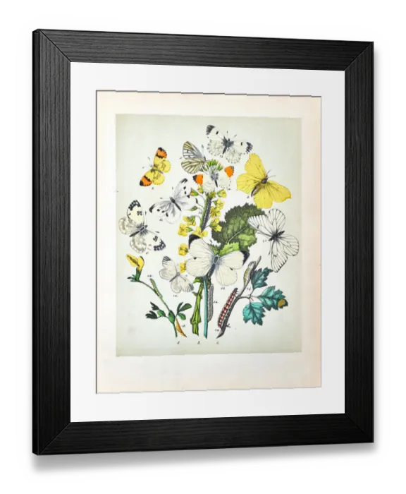 Framed Print : Butterflies, Moths, Insects and Plants - Illustration 1889 Framed Print : Butterflies, Moths, Insects and Plants - Illustration 1889