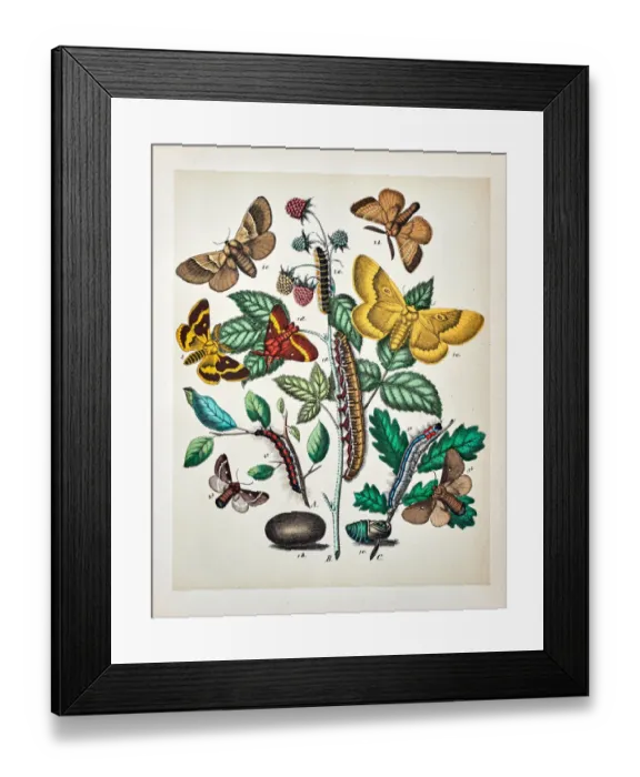 Framed Print : Butterflies, Moths, Insects and Plants - Illustration 1889 Framed Print : Butterflies, Moths, Insects and Plants - Illustration 1889