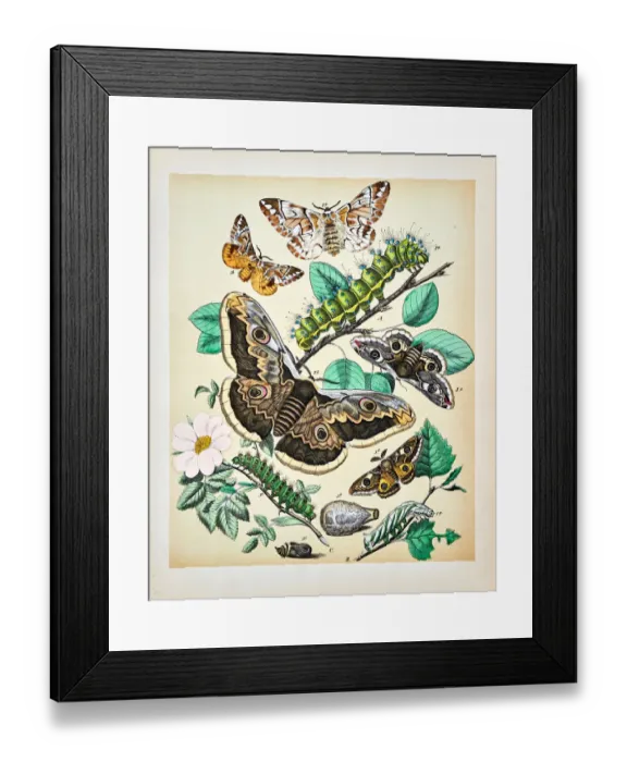 Framed Print : Butterflies, Moths, Insects and Plants - Illustration 1889 Framed Print : Butterflies, Moths, Insects and Plants - Illustration 1889