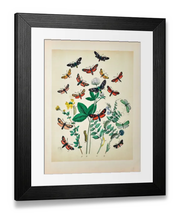 Framed Print : Butterflies, Moths, Insects and Plants - Illustration 1889 Framed Print : Butterflies, Moths, Insects and Plants - Illustration 1889