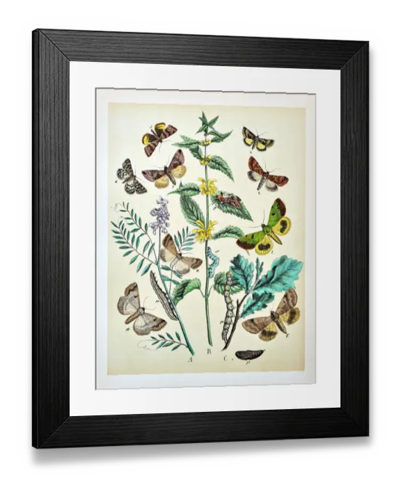 Framed Print : Butterflies, Moths, Insects and Plants - Illustration 1889 Framed Print : Butterflies, Moths, Insects and Plants - Illustration 1889