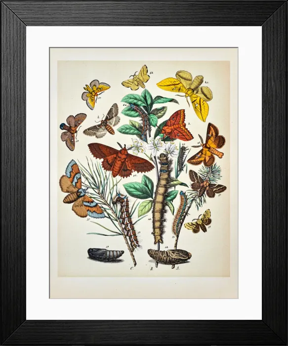 Framed Print : Butterflies, Moths, Insects and Plants - Illustration 1889 Framed Print : Butterflies, Moths, Insects and Plants - Illustration 1889