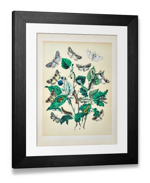 Framed Print : Butterflies, Moths, Insects and Plants - Illustration 1889 Framed Print : Butterflies, Moths, Insects and Plants - Illustration 1889