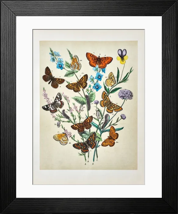 Framed Print : Butterflies, Moths, Insects and Plants - Illustration 1889 Framed Print : Butterflies, Moths, Insects and Plants - Illustration 1889